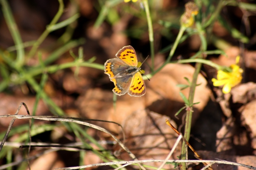 Farfalle a novembre...